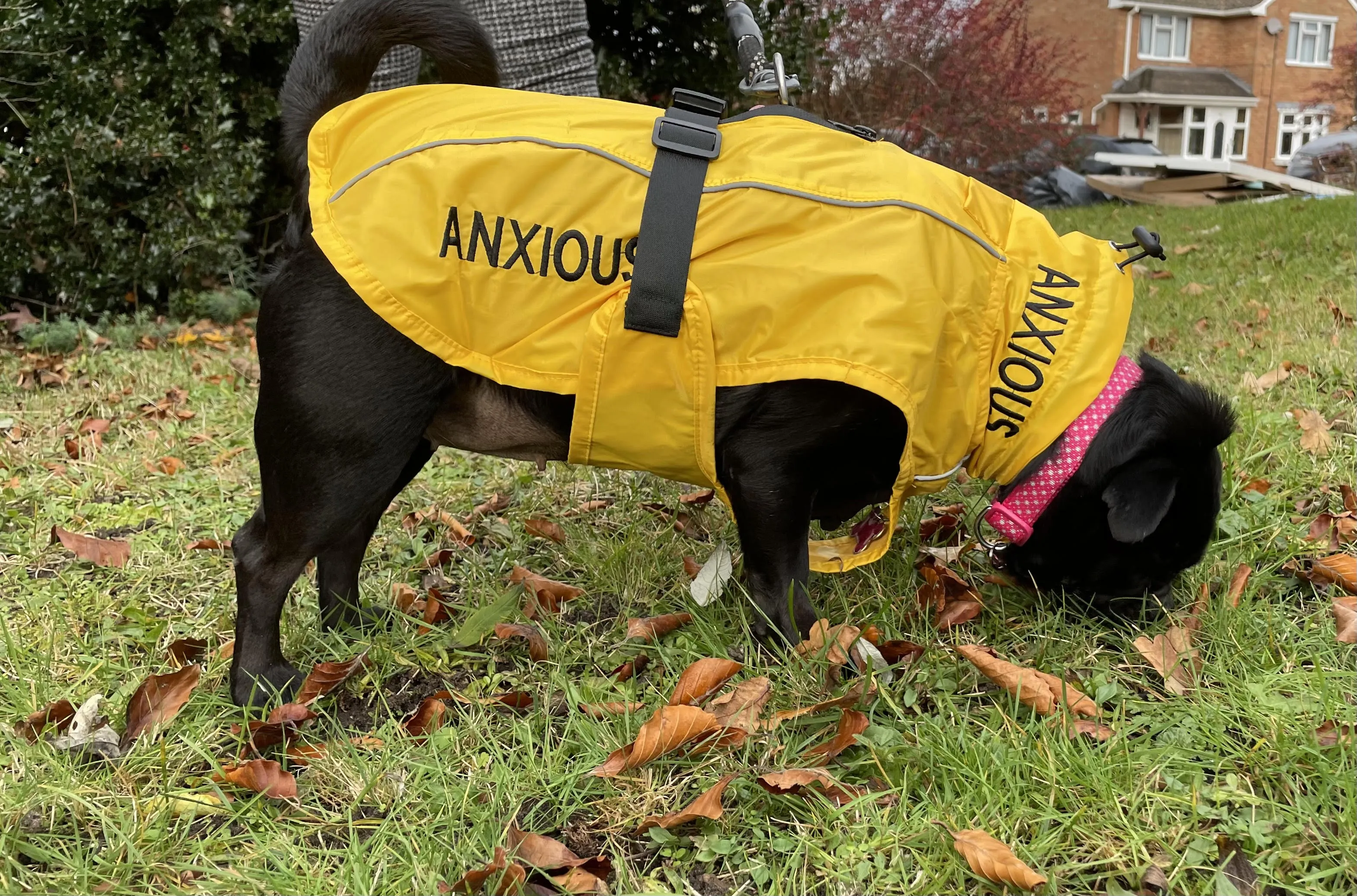 ANXIOUS DOG YELLOW LIGHTWEIGHT RAINCOAT (Small)