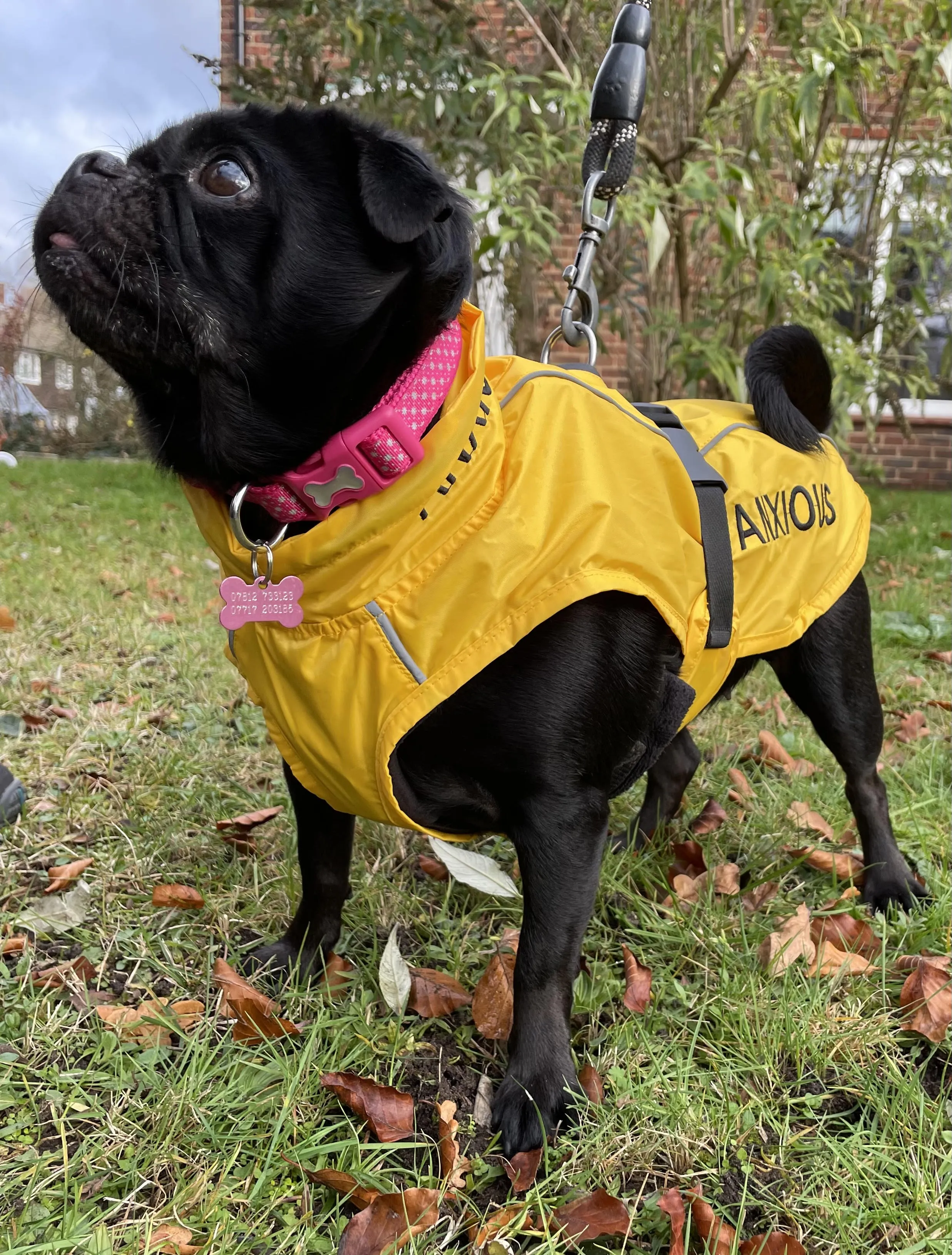 ANXIOUS DOG YELLOW LIGHTWEIGHT RAINCOAT (Small)