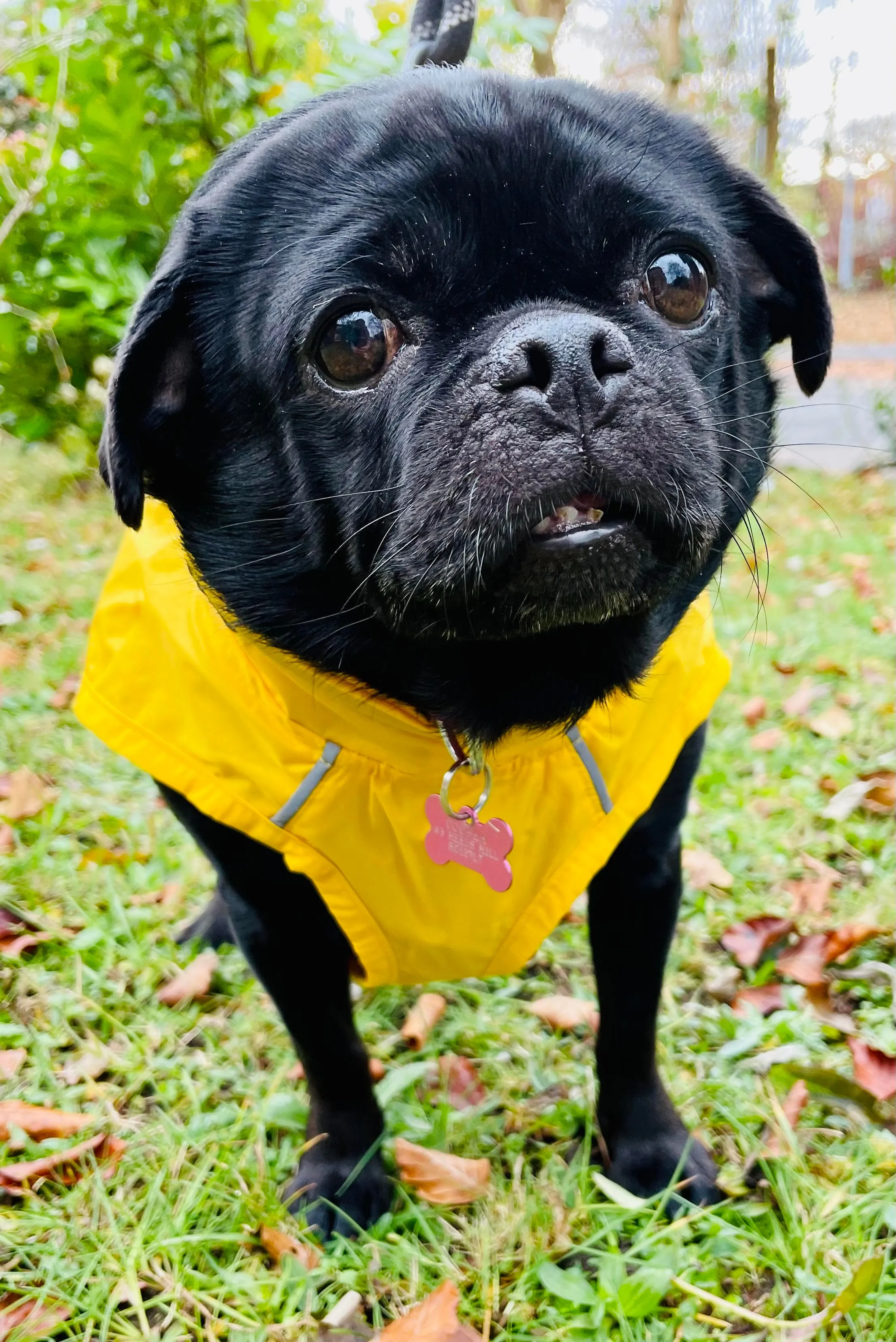 ANXIOUS DOG YELLOW LIGHTWEIGHT RAINCOAT (Small)