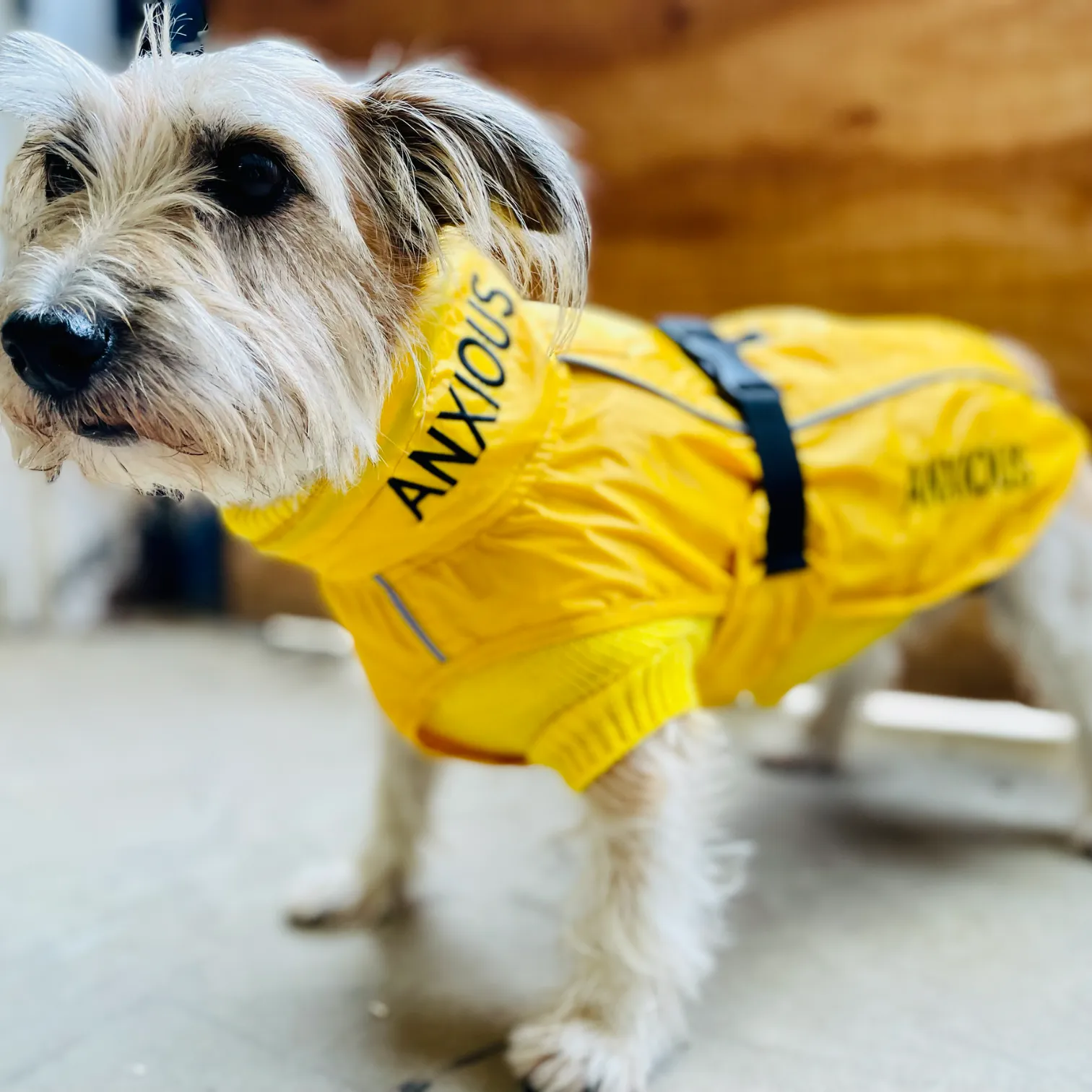 ANXIOUS DOG YELLOW LIGHTWEIGHT RAINCOAT (Small)